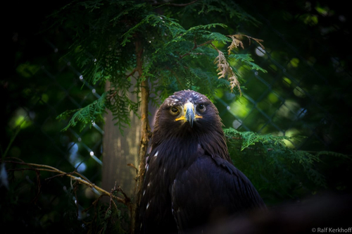 Adler
