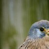 Turmfalke
