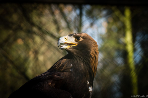 Steinadler