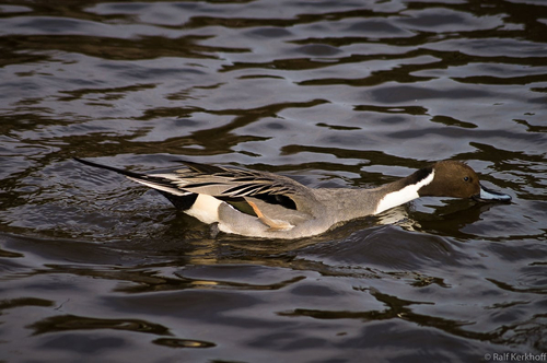 Wasserschnabel