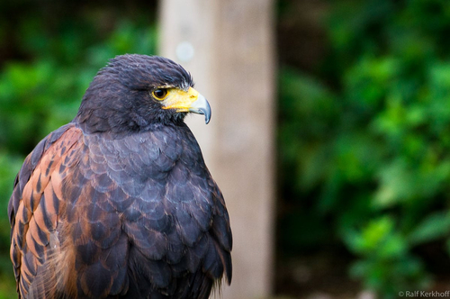 Bussard