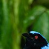 Bluebird