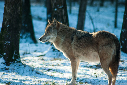 SnowWulf