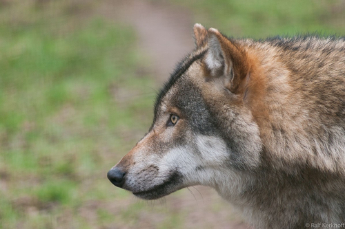 Wolfskopf