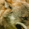 Jagd