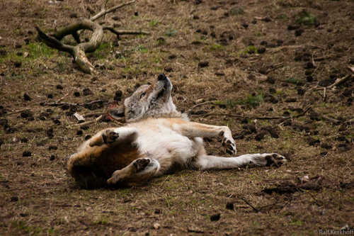 Rolling Wulf