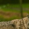 Hundeblick