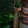 Rost