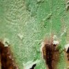 Rust