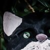 Catman